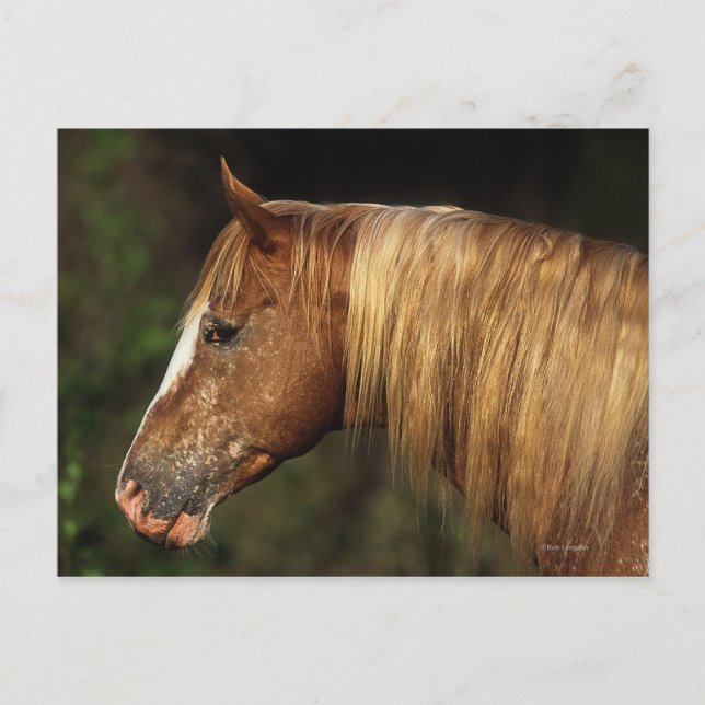 Appaloosa Horse Headshot 1 Vykort (Framsida)