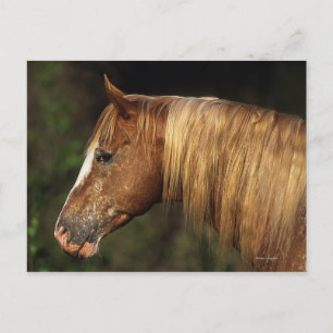 Appaloosa Horse Headshot 1 Vykort