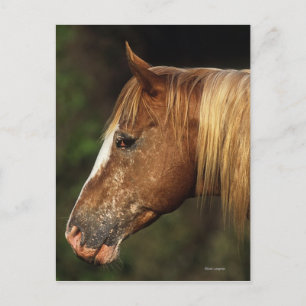 Appaloosa Horse Headshot 1 Vykort