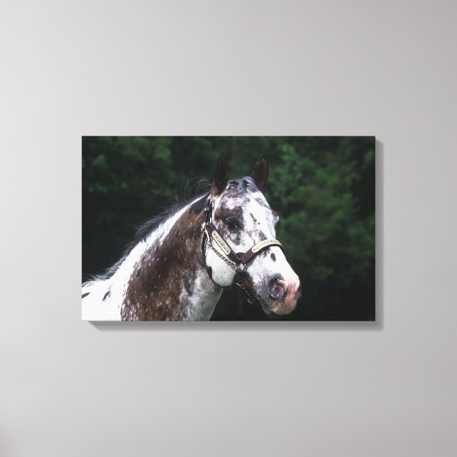 Appaloosa Horse Headshot 2 Canvastryck (Framsida)