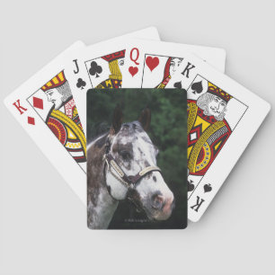 Appaloosa Horse Headshot 2 Casinokort