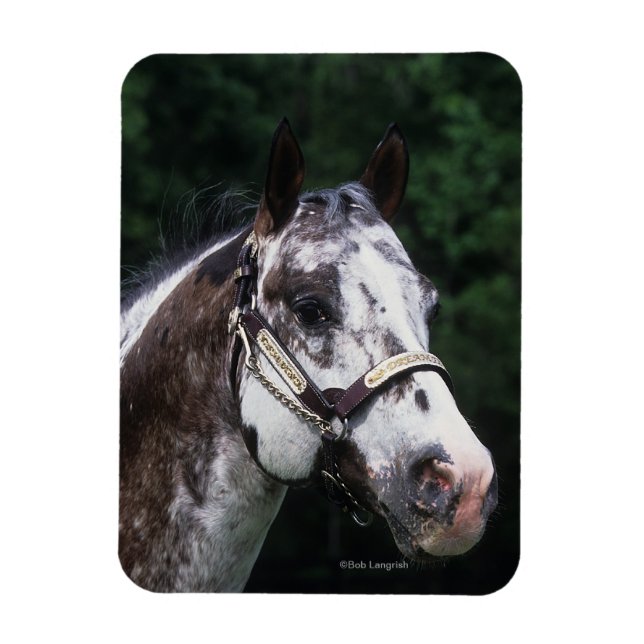 Appaloosa Horse Headshot 2 Magnet (Vertikal)