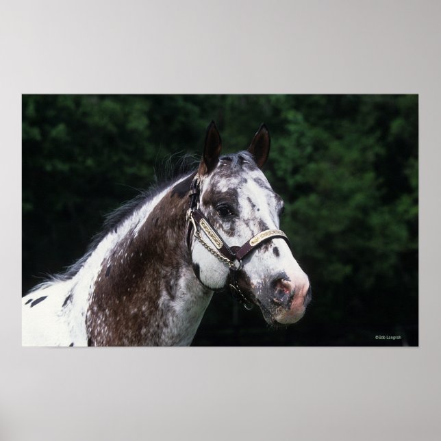 Appaloosa Horse Headshot 2 Poster (Framsidan)