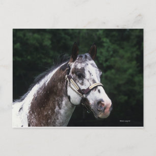 Appaloosa Horse Headshot 2 Vykort
