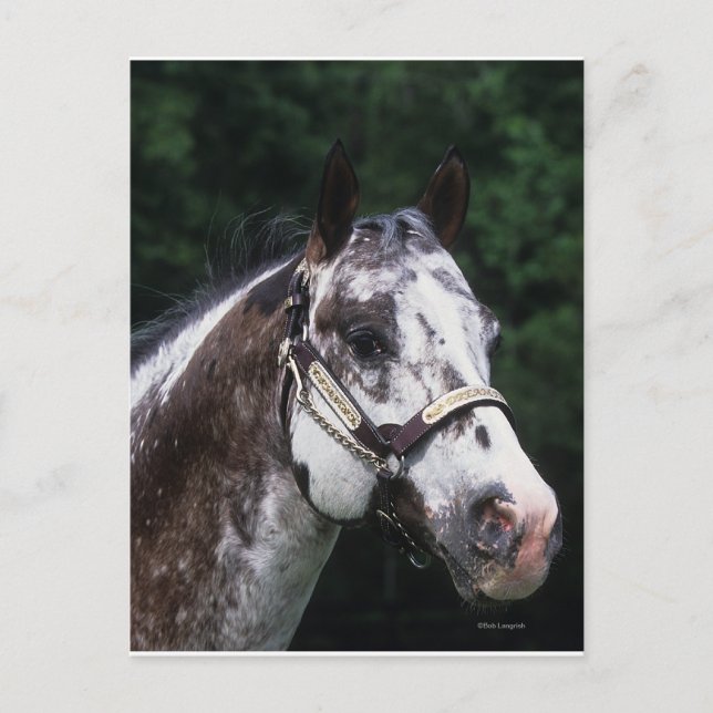 Appaloosa Horse Headshot 2 Vykort (Framsida)
