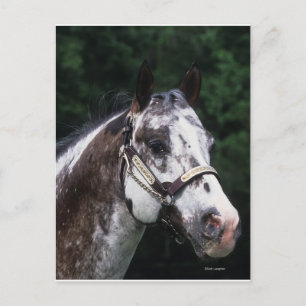 Appaloosa Horse Headshot 2 Vykort