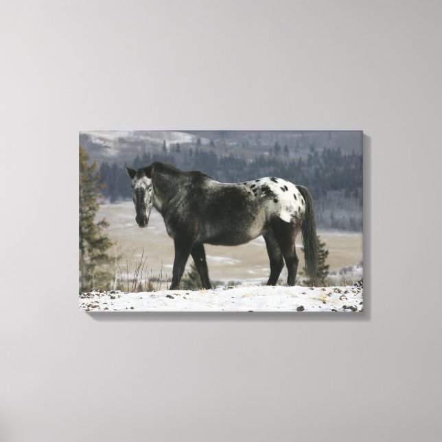 Appaloosa Horse i Snö Canvastryck (Framsida)