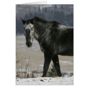 Appaloosa Horse i Snö Hälsningskort