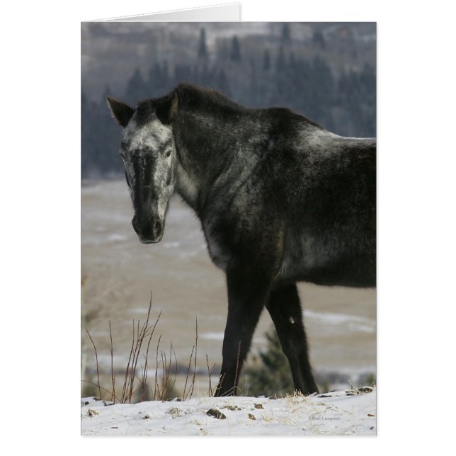 Appaloosa Horse i Snö Hälsningskort (Framsidan)
