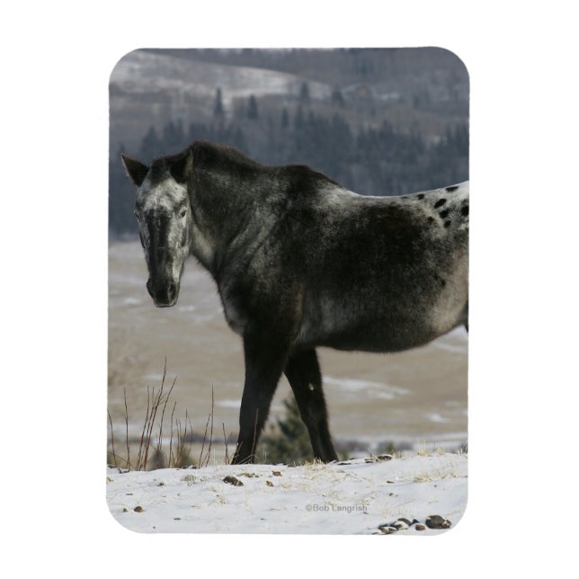 Appaloosa Horse i Snö Magnet (Vertikal)