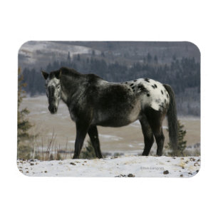 Appaloosa Horse i Snö Magnet