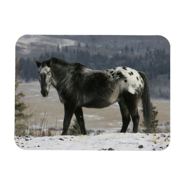 Appaloosa Horse i Snö Magnet (Horisontell)