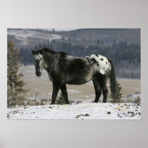 Appaloosa Horse i Snö Poster