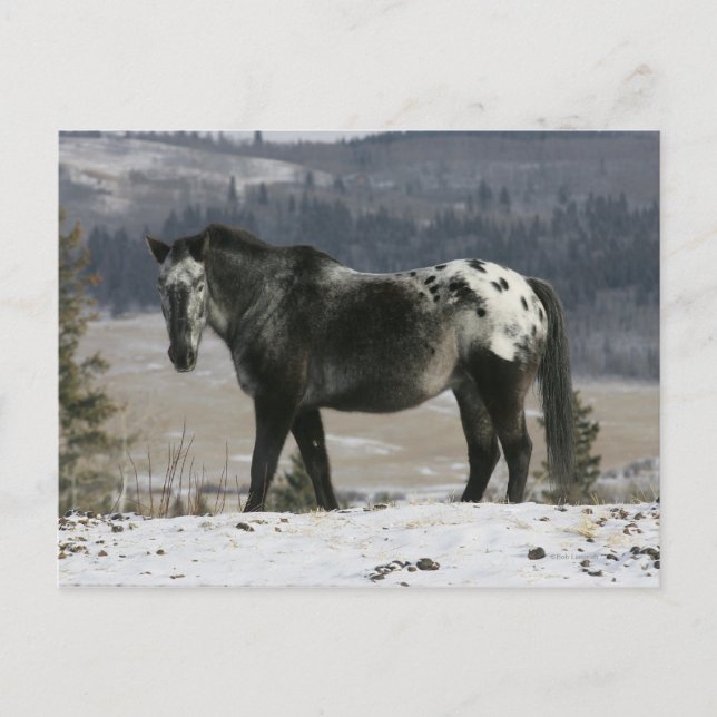 Appaloosa Horse i Snö Vykort (Framsida)