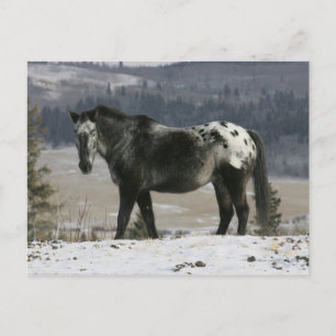 Appaloosa Horse i Snö Vykort