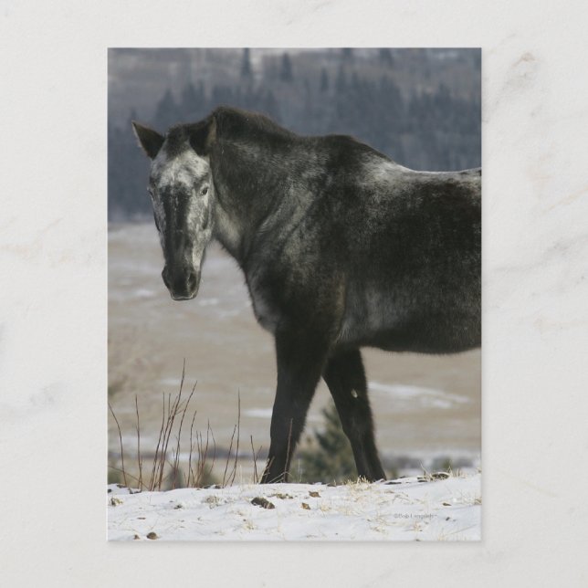 Appaloosa Horse i Snö Vykort (Framsida)