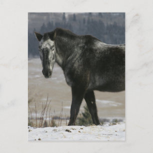 Appaloosa Horse i Snö Vykort