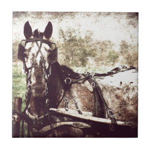 Appaloosa Horse Kakelplatta