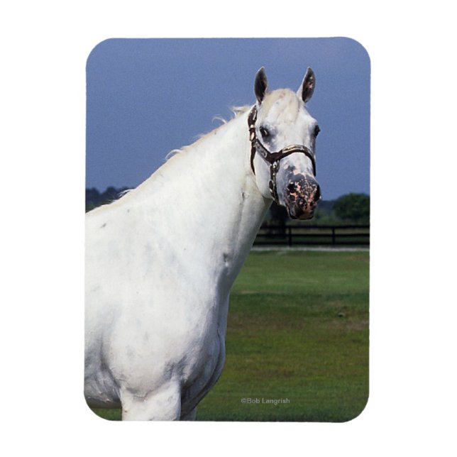 Appaloosa Horse Magnet (Vertikal)