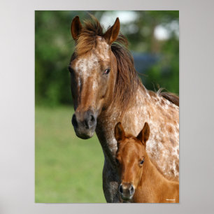 Appaloosa Horse Mare and Foal Headshot Poster