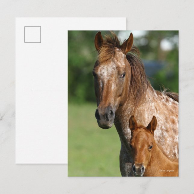 Appaloosa Horse Mare and Foal Headshot Vykort (Fram/baksida)