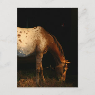Appaloosa Horse Postcard Vykort