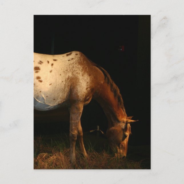 Appaloosa Horse Postcard Vykort (Framsida)