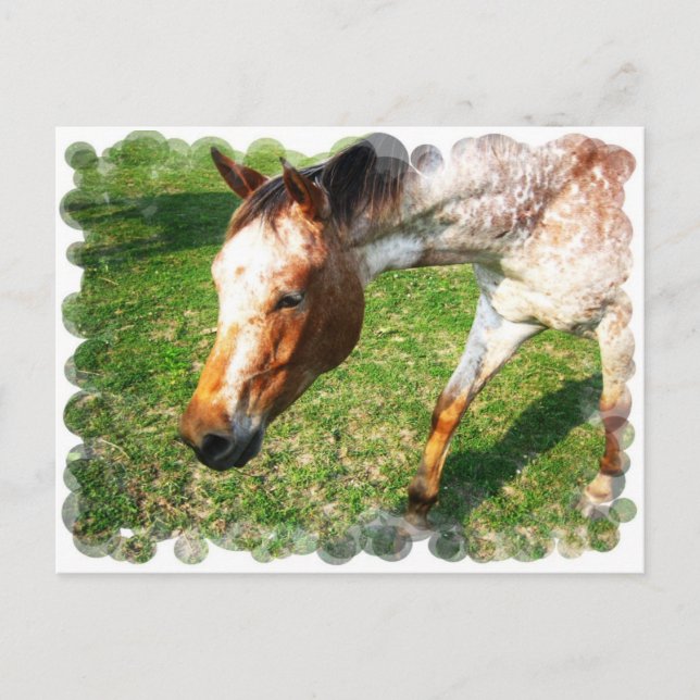 Appaloosa Horse Postcard Vykort (Framsida)