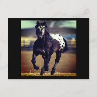 Appaloosa Horse Postcard Vykort