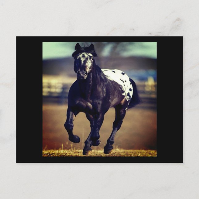 Appaloosa Horse Postcard Vykort (Framsida)
