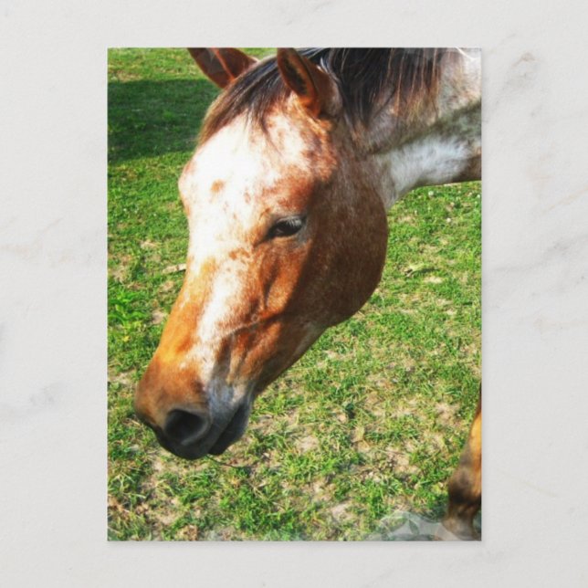 Appaloosa Horse Postcard Vykort (Framsida)