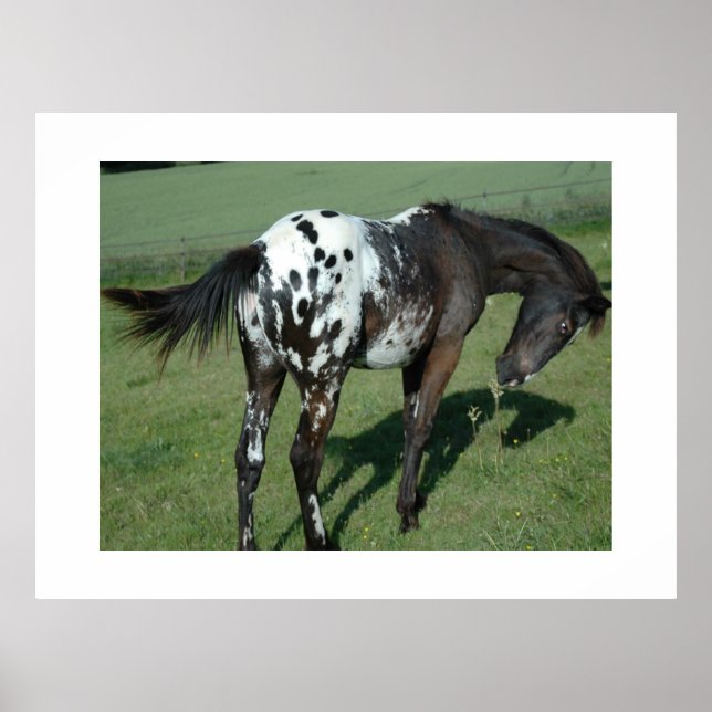 Appaloosa Horse Poster (Framsidan)