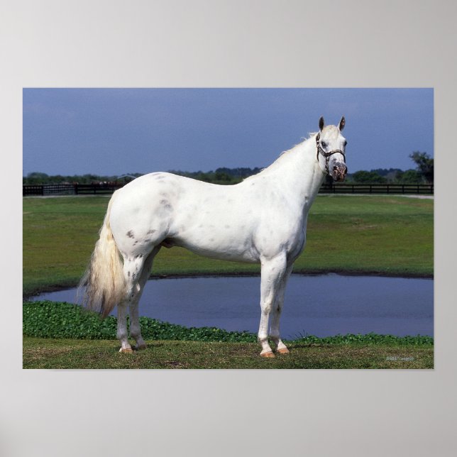 Appaloosa Horse Poster (Framsidan)