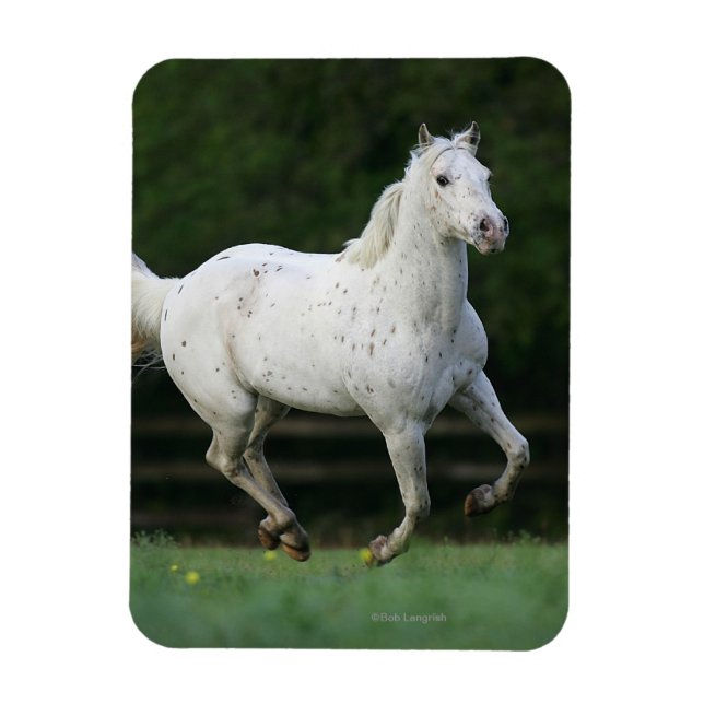 Appaloosa Horse Running 1 Magnet (Vertikal)
