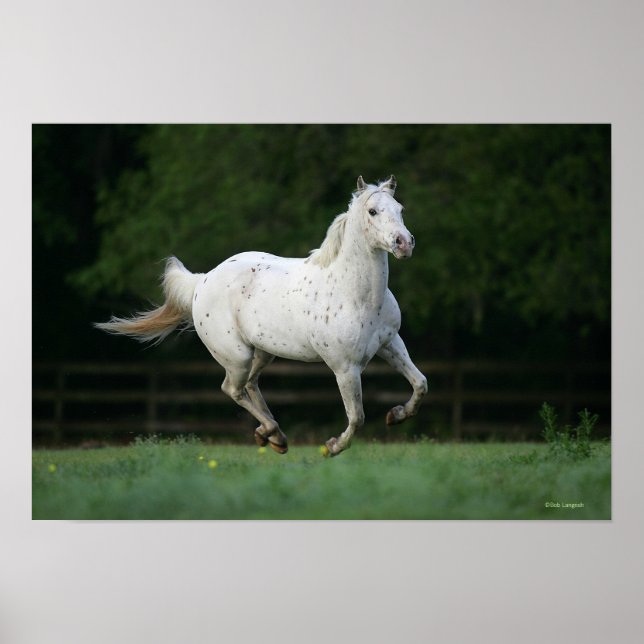 Appaloosa Horse Running 1 Poster (Framsidan)