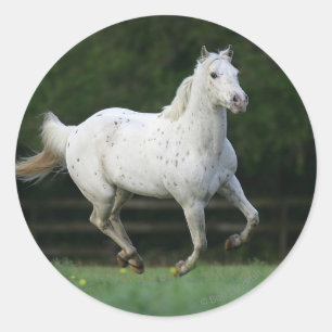 Appaloosa Horse Running 1 Runt Klistermärke