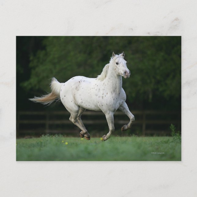 Appaloosa Horse Running 1 Vykort (Framsida)