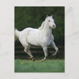Appaloosa Horse Running 1 Vykort