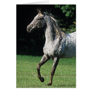 Appaloosa Horse Running 2 Hälsningskort