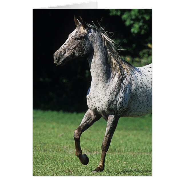 Appaloosa Horse Running 2 Hälsningskort (Framsidan)