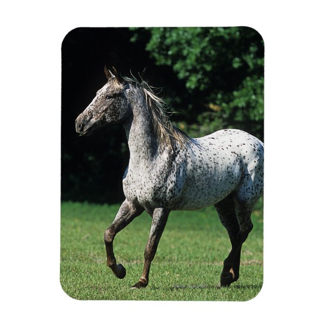 Appaloosa Horse Running 2 Magnet (Vertikal)