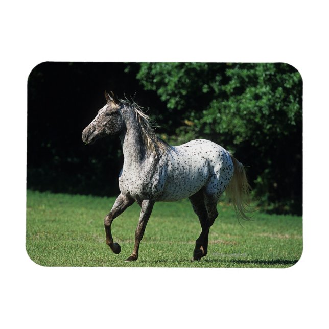 Appaloosa Horse Running 2 Magnet (Horisontell)