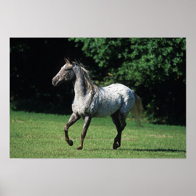 Appaloosa Horse Running 2 Poster (Framsidan)
