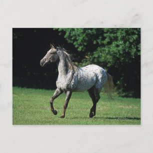 Appaloosa Horse Running 2 Vykort