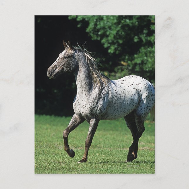 Appaloosa Horse Running 2 Vykort (Framsida)