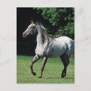 Appaloosa Horse Running 2 Vykort