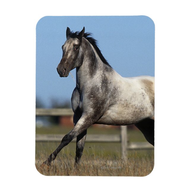 Appaloosa Horse Running 3 Magnet (Vertikal)