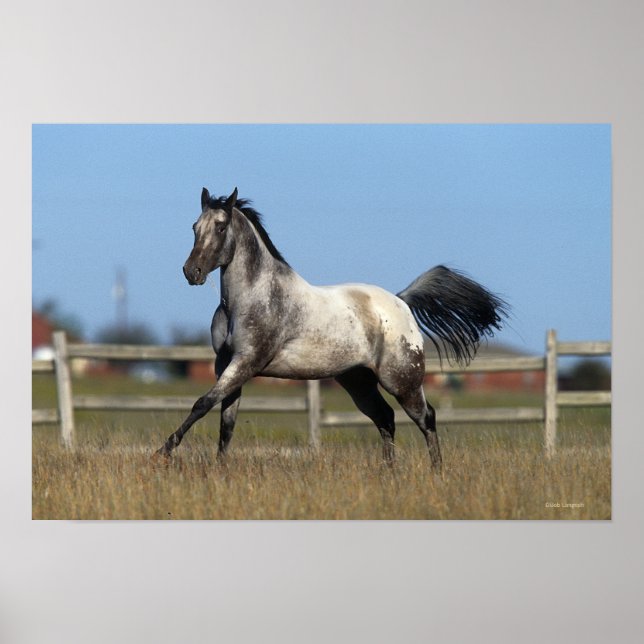 Appaloosa Horse Running 3 Poster (Framsidan)