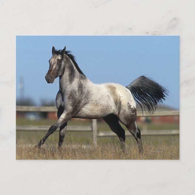 Appaloosa Horse Running 3 Vykort (Framsida)
