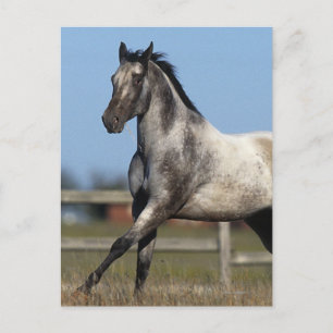 Appaloosa Horse Running 3 Vykort